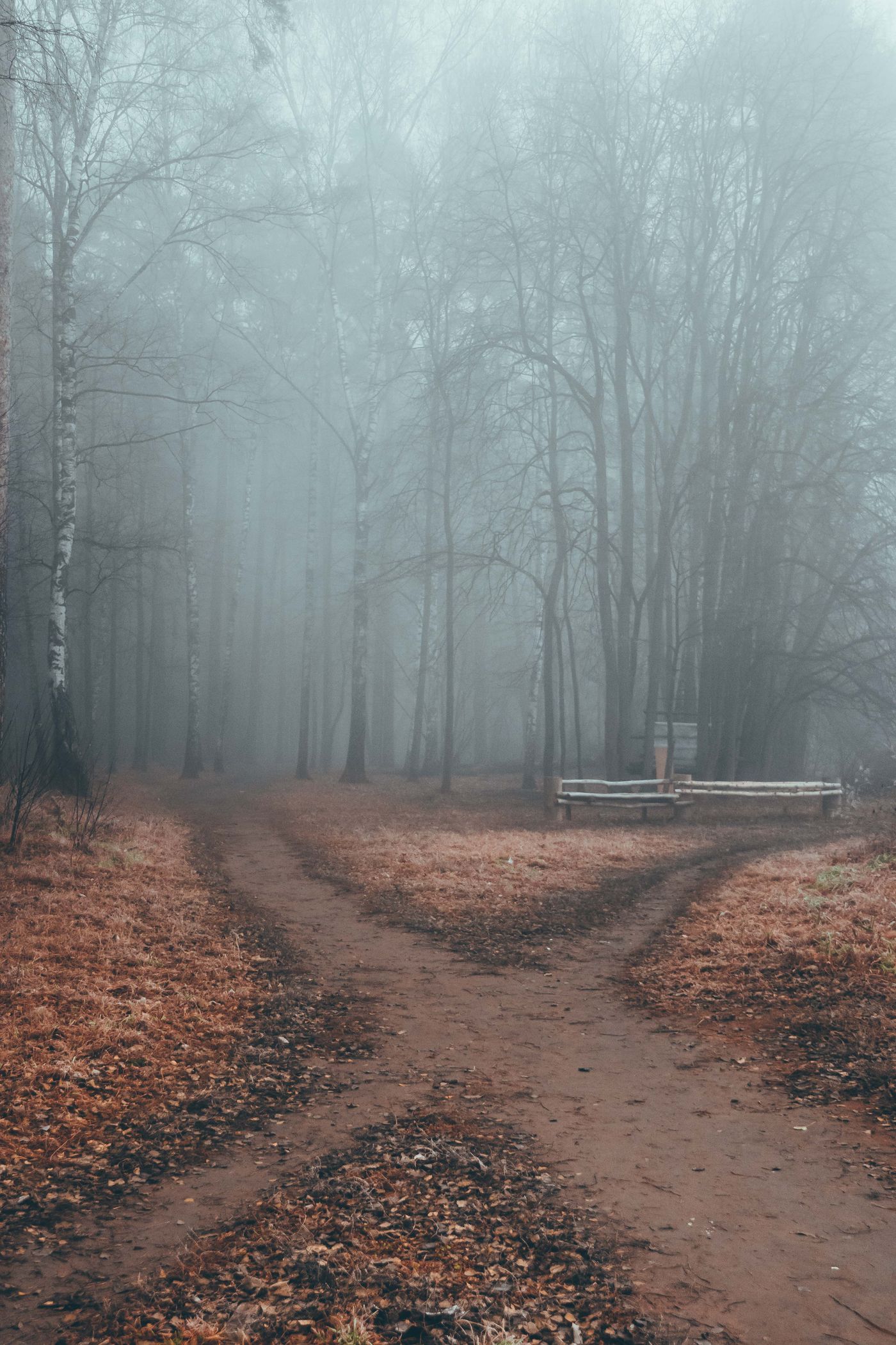 A dirt path in a misty forest splitting into two directions